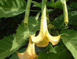 Brugmansia - Angels Tears